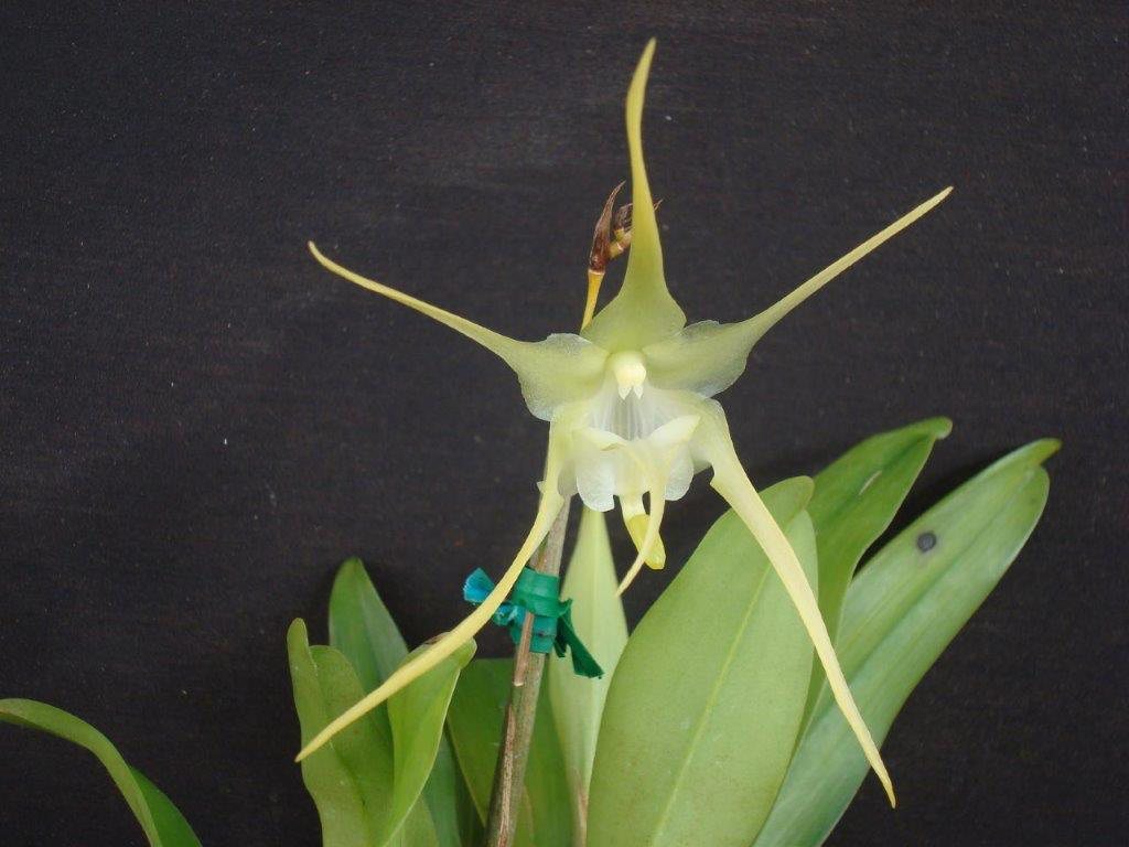 Aeranthes grandiflora — specimen photographed at SLO Orchids