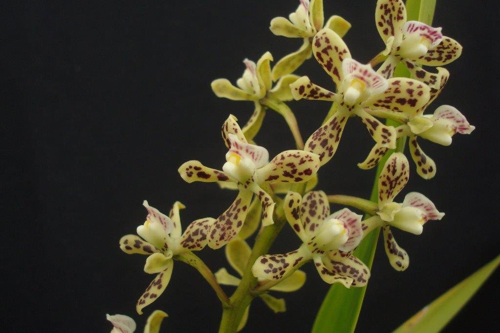 Anacheilium regentii — specimen photographed at SLO Orchids