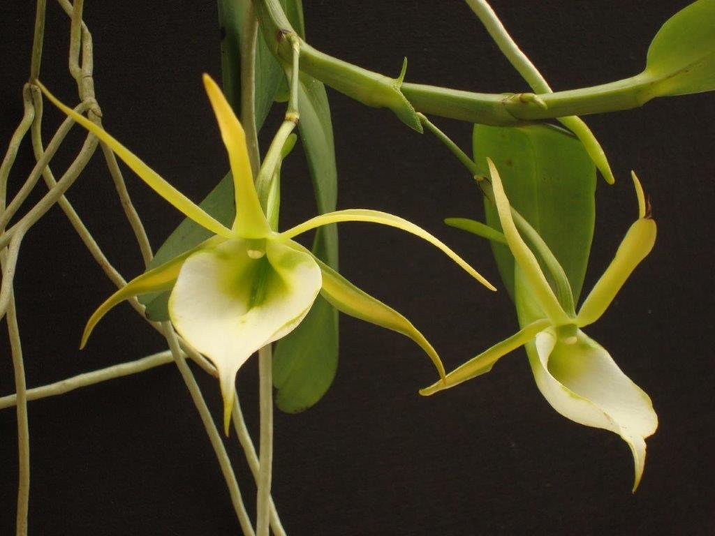 Angraecum eichlerianum — specimen photographed at SLO Orchids