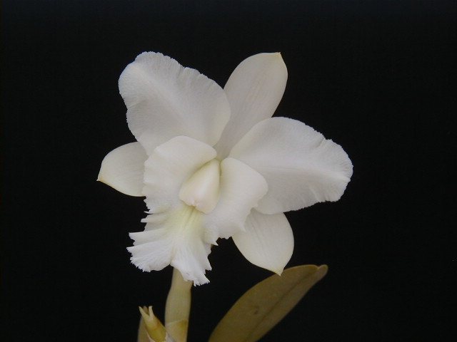 Bc.'Cindy Angel' — specimen photographed at SLO Orchids