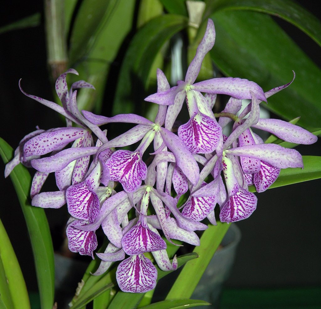 Bc. Maikai — specimen photographed at SLO Orchids