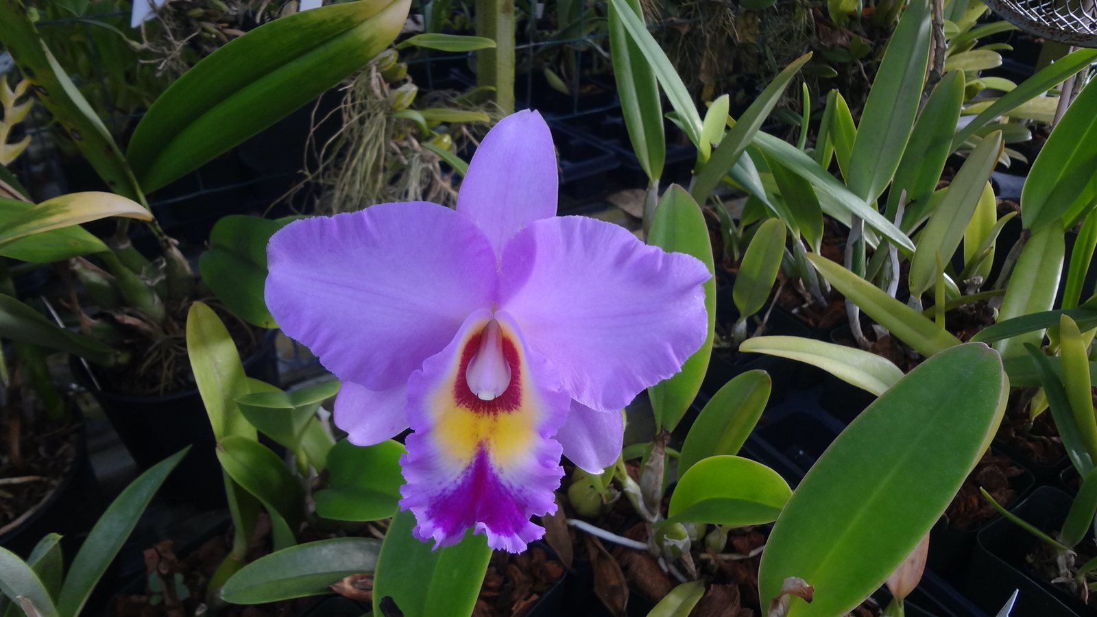 Blc. Bryce Canyon x Lc. Liptonii — specimen photographed at SLO Orchids