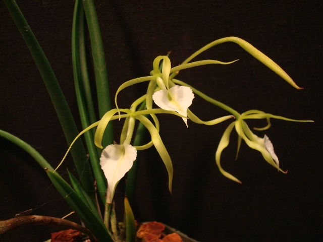 Brassavola cordata — specimen photographed at SLO Orchids