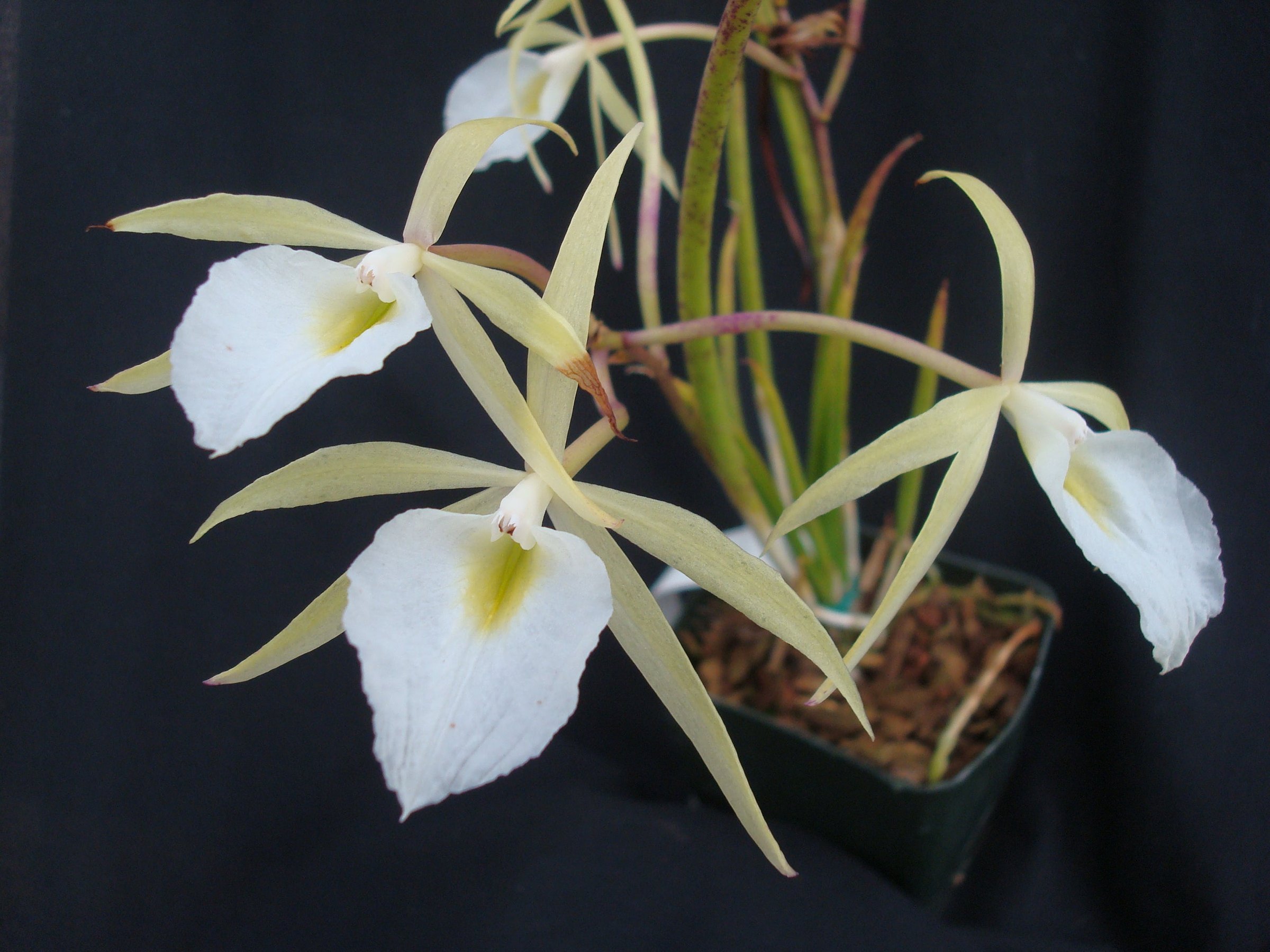 Brassavola fragrans — specimen photographed at SLO Orchids