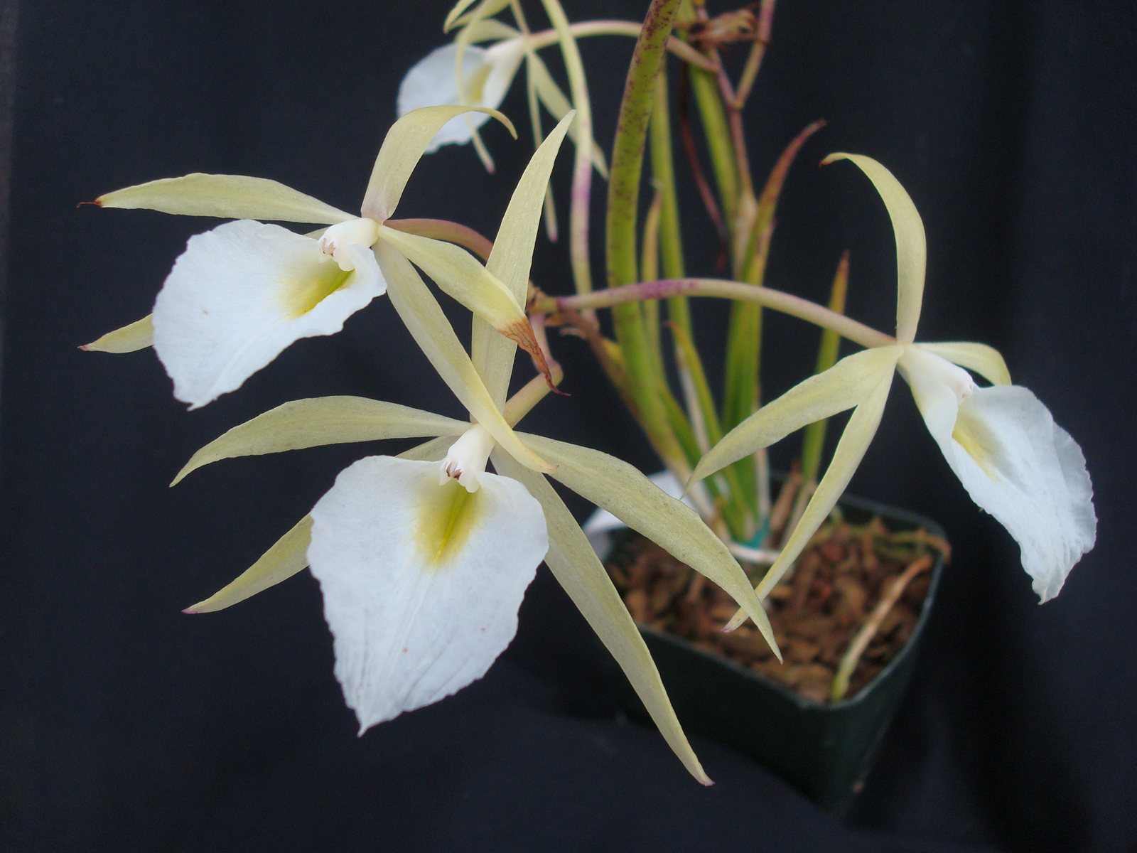 Brassavola fragrans — specimen photographed at SLO Orchids