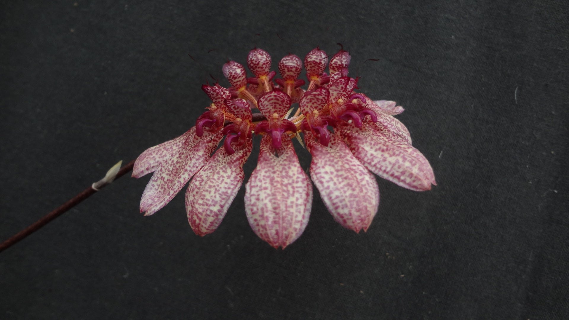 Bulbophyllum eberhardtii — specimen photographed at SLO Orchids