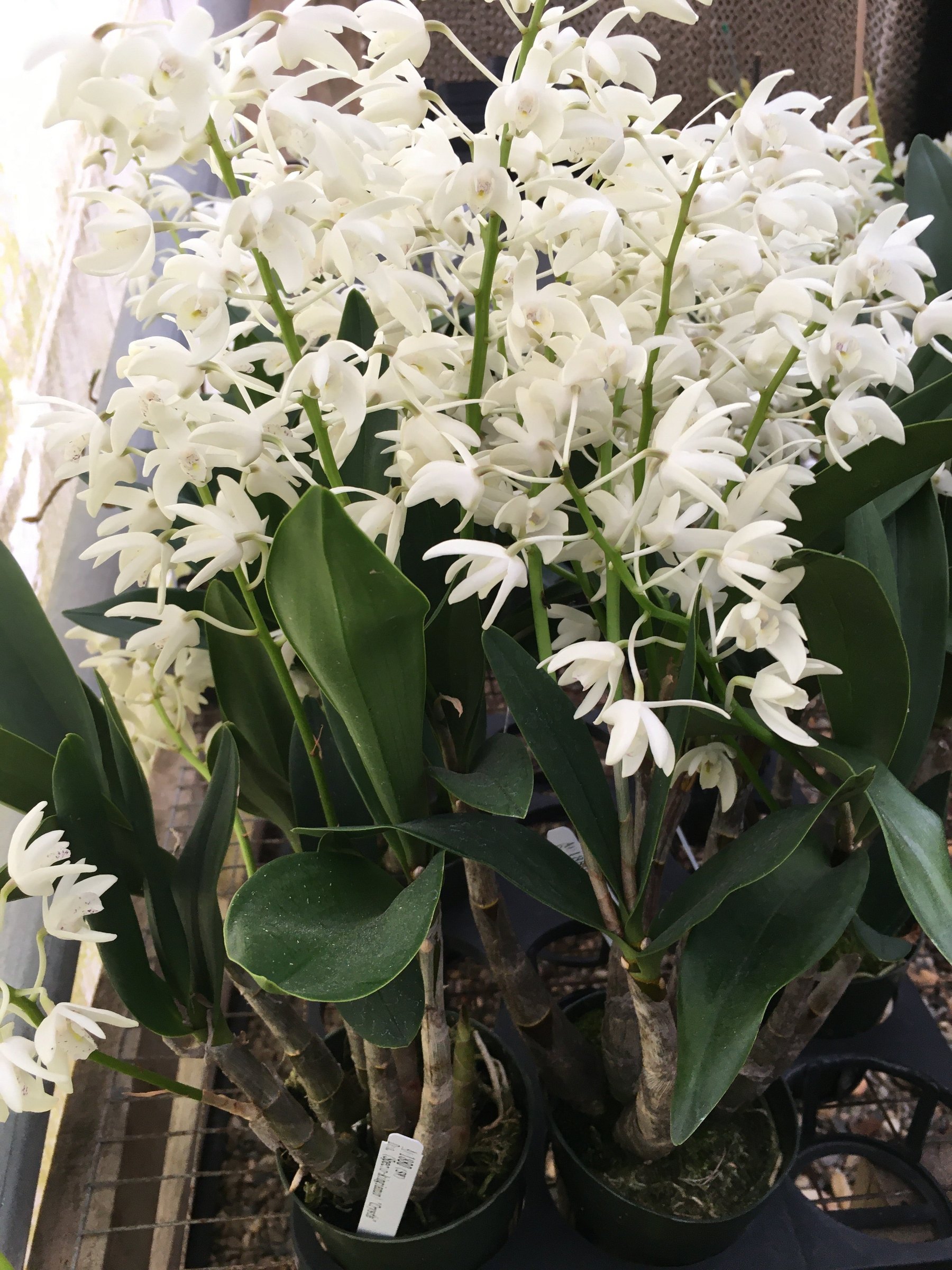 Den. (Specio-kingianum) "Crysta" — specimen photographed at SLO Orchids