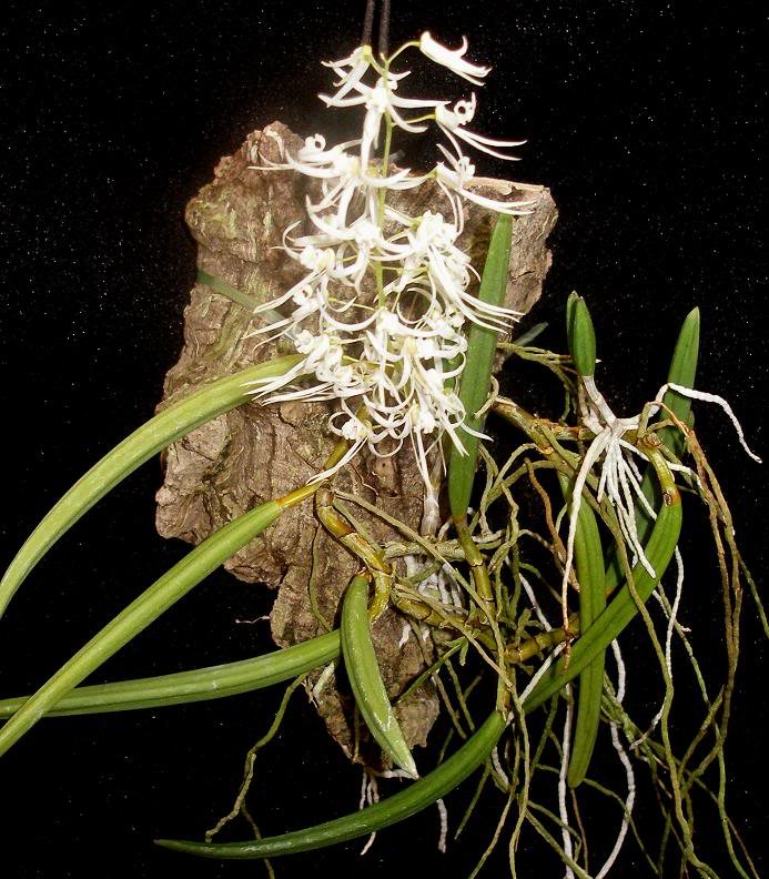 Dockrillia wassellii — specimen photographed at SLO Orchids