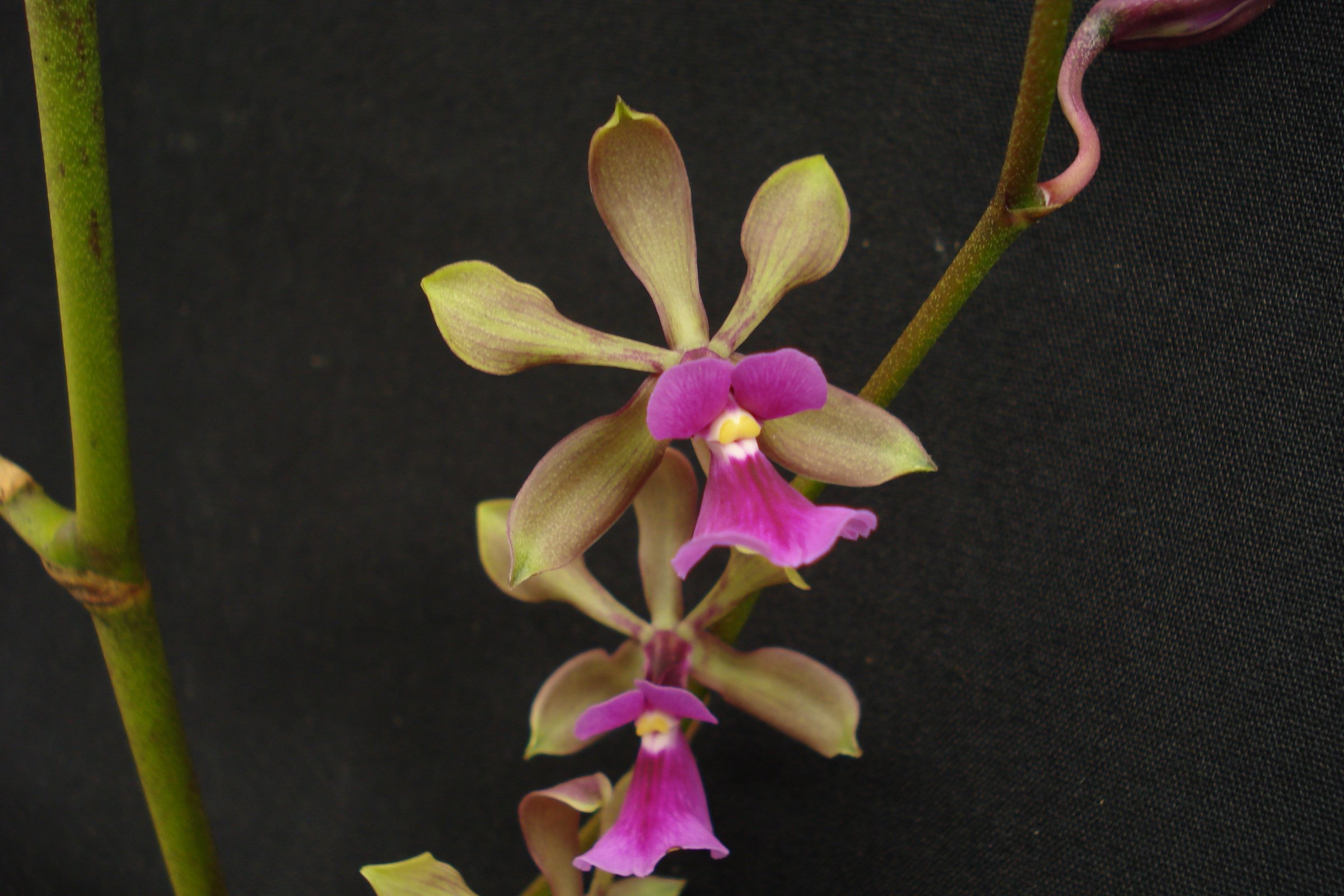 Encyclia mooreana x Encyclia cordigera — specimen photographed at SLO Orchids