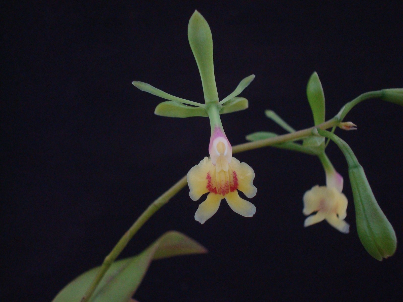 ( Epi. pseudepidendrum x  Epi floribundum) x Epi englerianum — specimen photographed at SLO Orchids