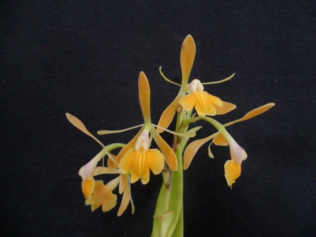 Epidendrum pseudepidendrum x polyanthum — specimen photographed at SLO Orchids