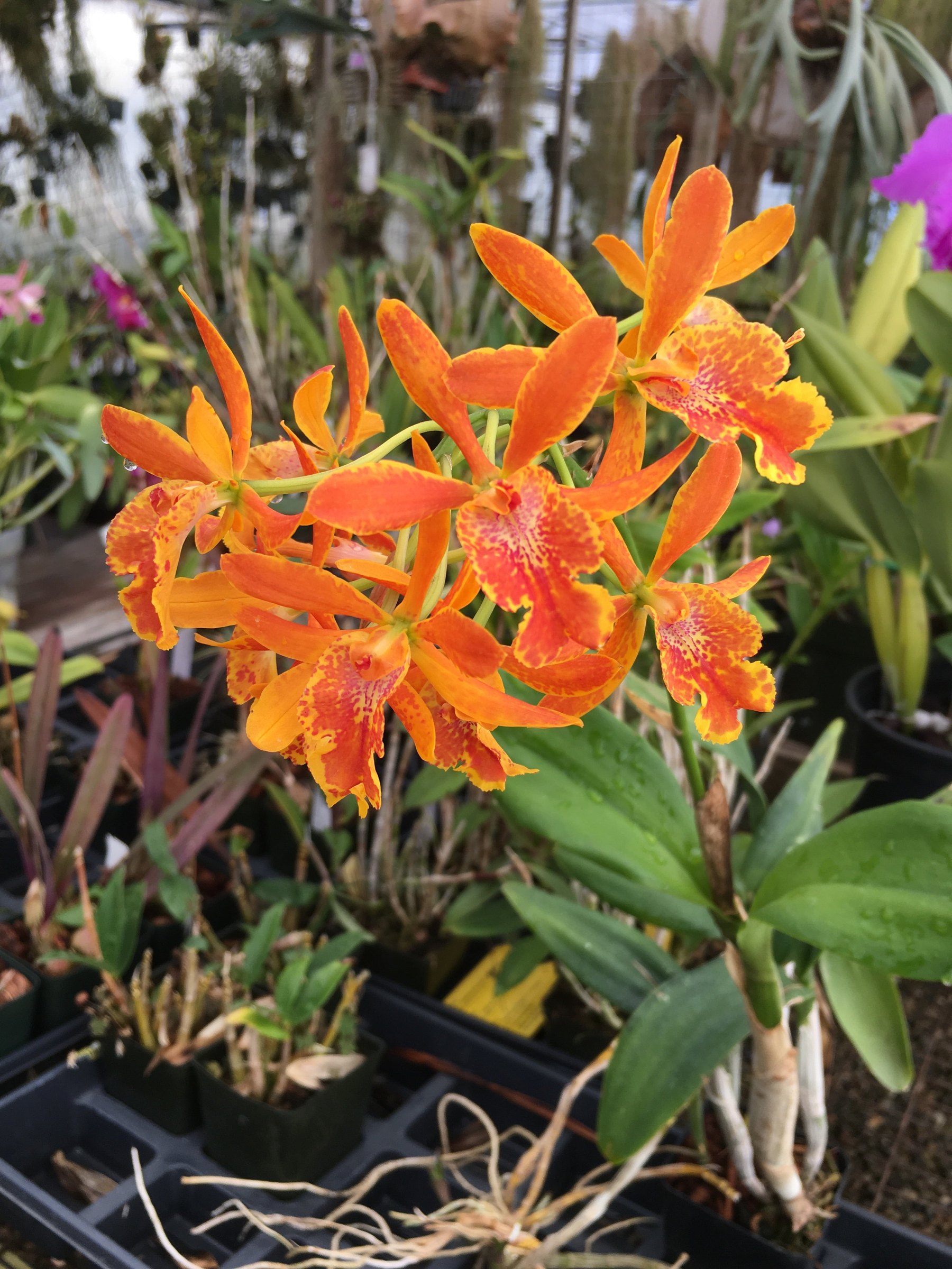 Eplc. Volcano Trick 'Orange Fire' — specimen photographed at SLO Orchids
