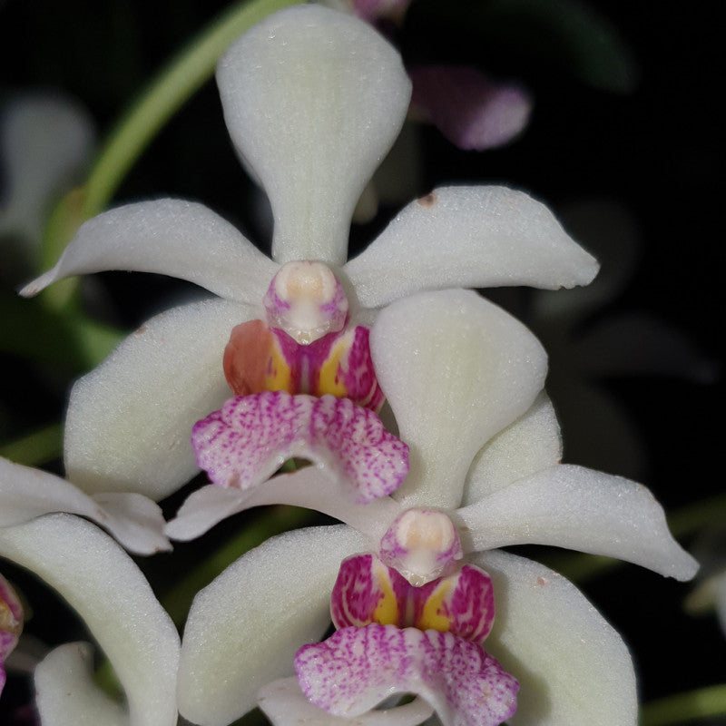 (Holcoglossum flavescens x Aerides odorata) x Rhynchostylis gigantea — specimen photographed at SLO Orchids