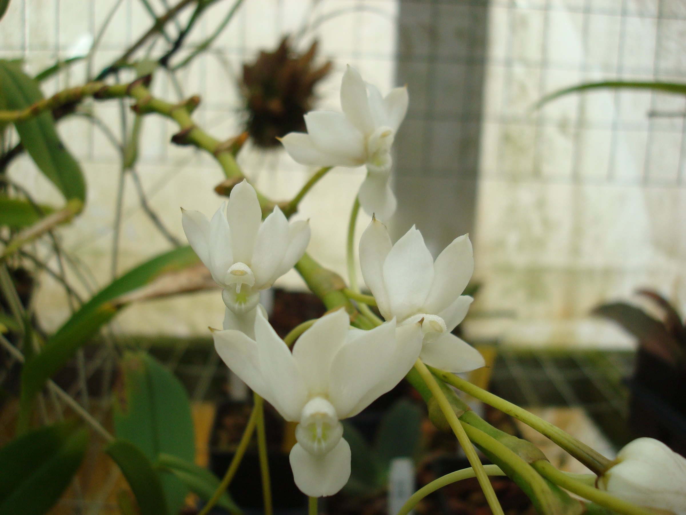 Aerangis cryptodon — specimen photographed at SLO Orchids