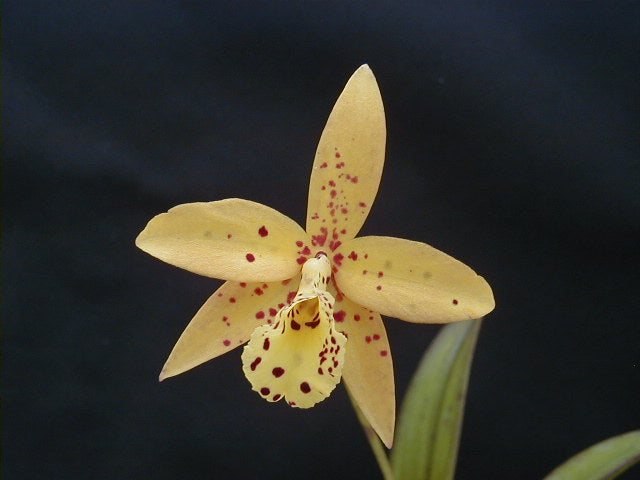 Pot. Hoku Gem 'Bright Star' — specimen photographed at SLO Orchids