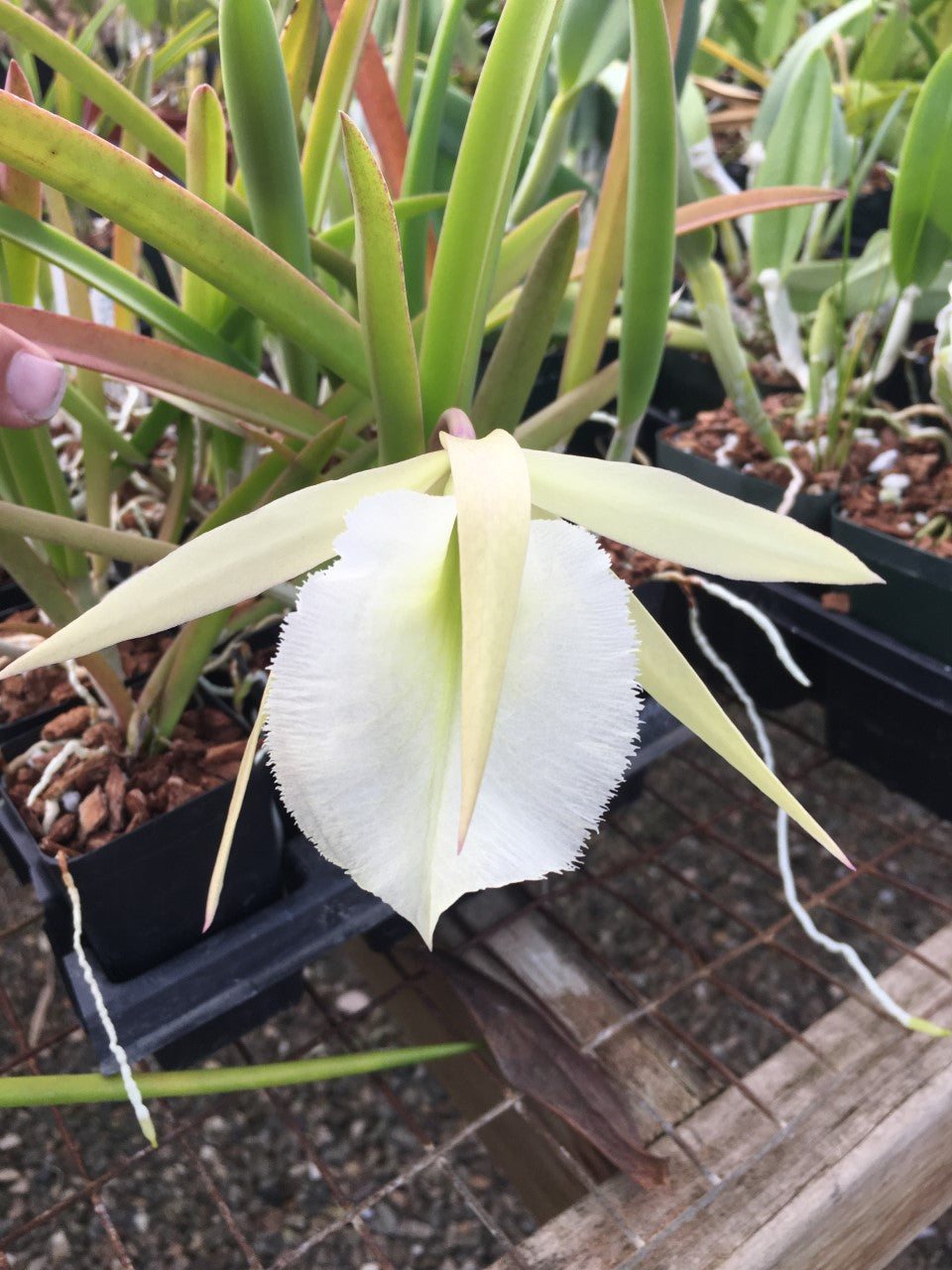 Rcv. Jimminey Cricket — specimen photographed at SLO Orchids