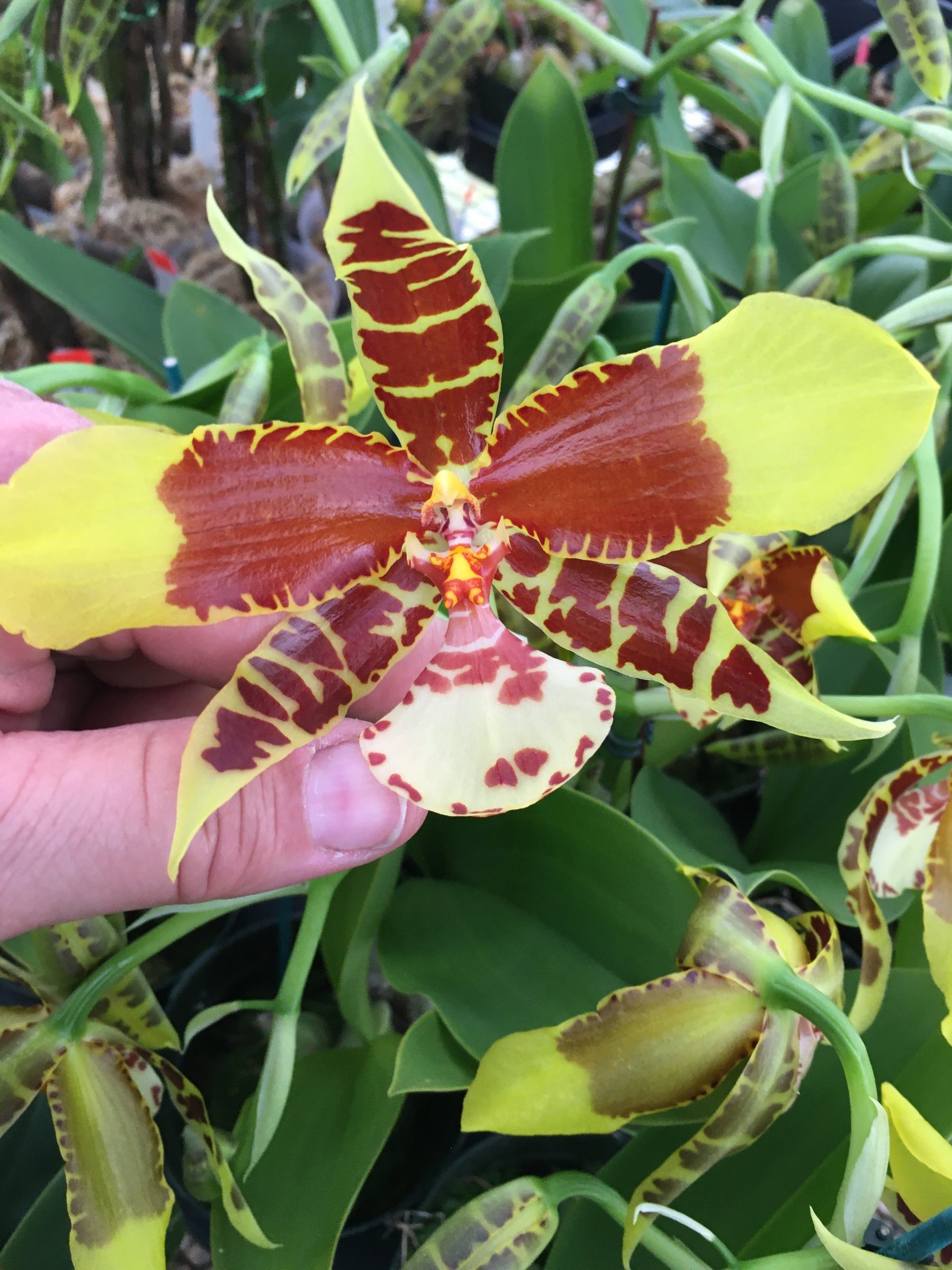 Rossioglossum Rawdon Jester 'Great Bee' — a specimen photographed at SLO Orchids