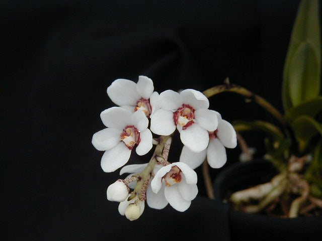 Sarcochilus hartmannii — specimen photographed at SLO Orchids